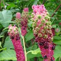 Phytolacca esculenta fleur